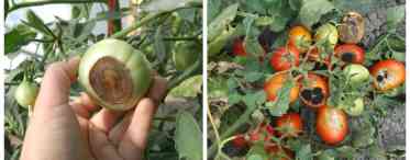 Хвороби і шкідники помідорів та лікування