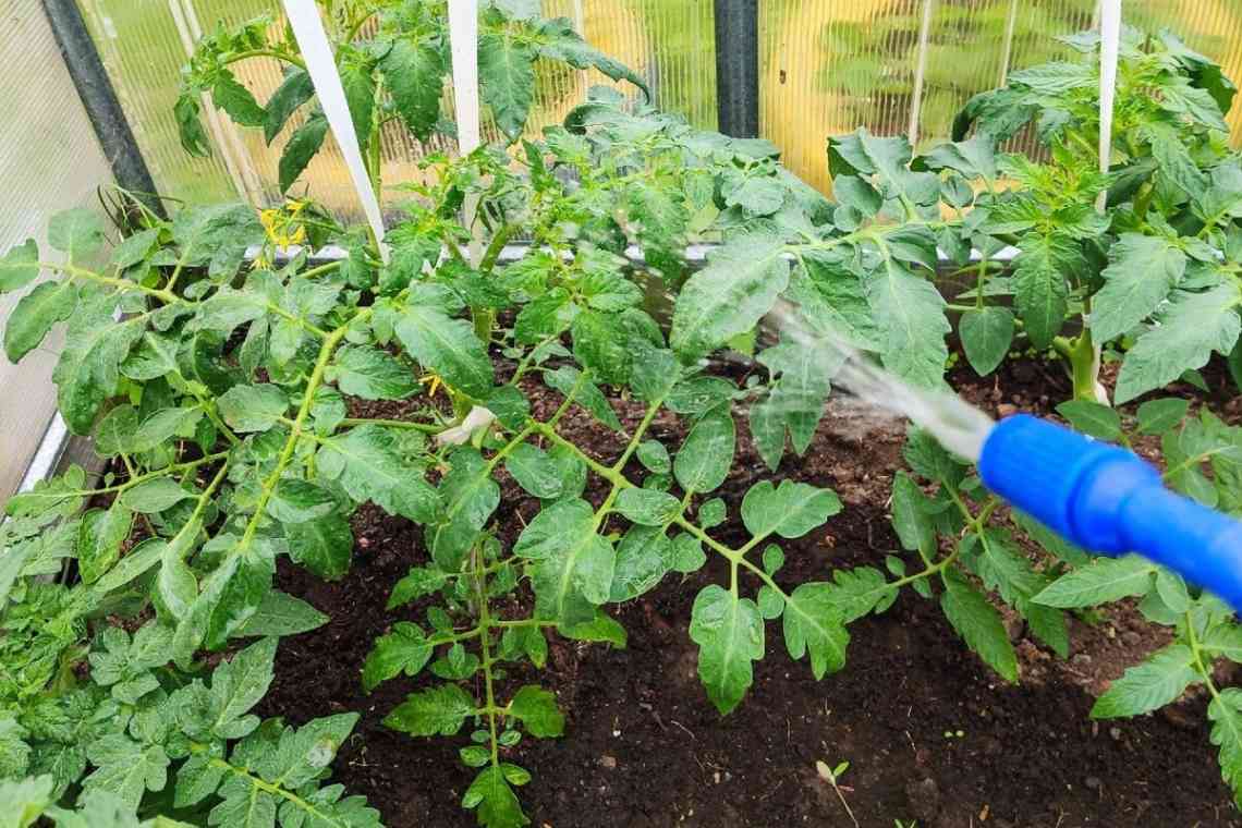Яке підживлення потрібно для томатів у період плодоношення