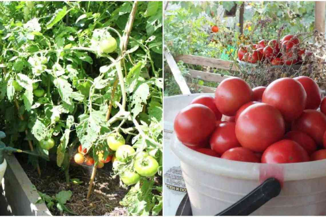 Бордоська суміш для обробки томатів