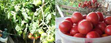 Бордоська суміш для обробки томатів
