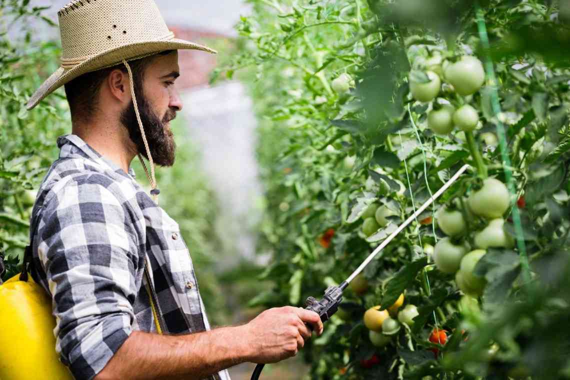 Види підживлення томатів народними засобами