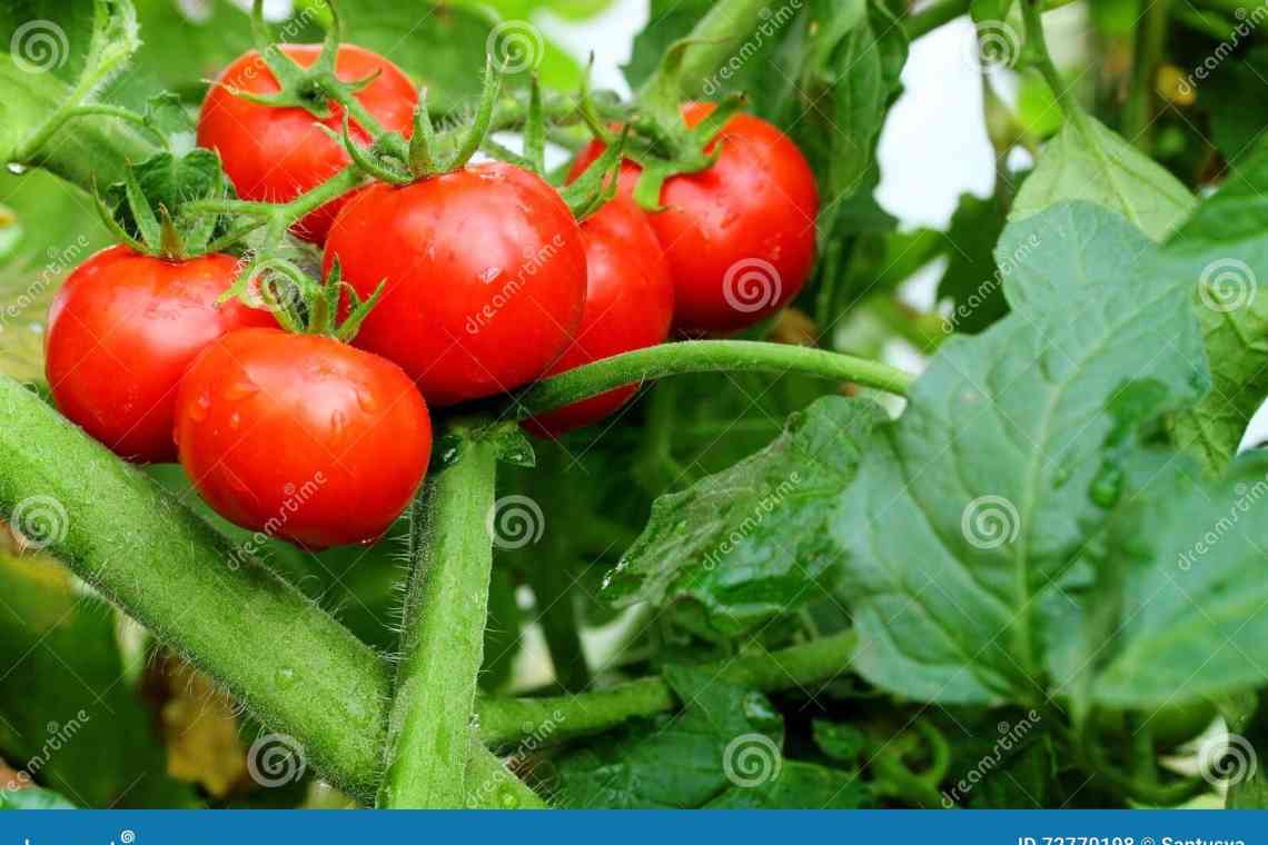 Показники врожайності томата з одного куща