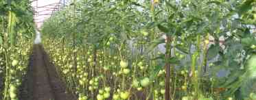 Правила вирощування розсади помідорів для теплиці