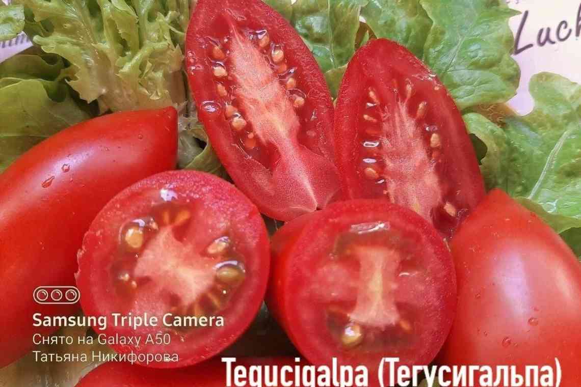 Характеристика томатів сорту Тарпан