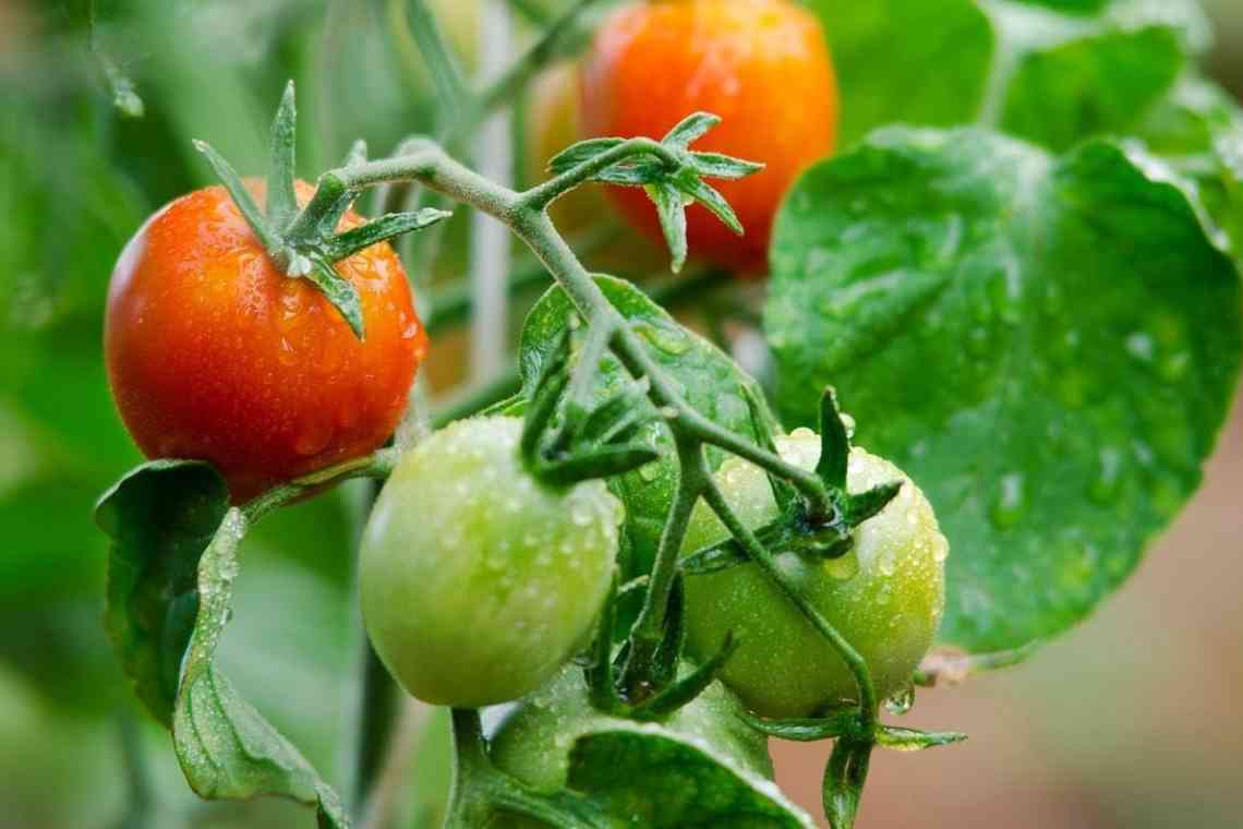 Застосування марганцівки для помідорів