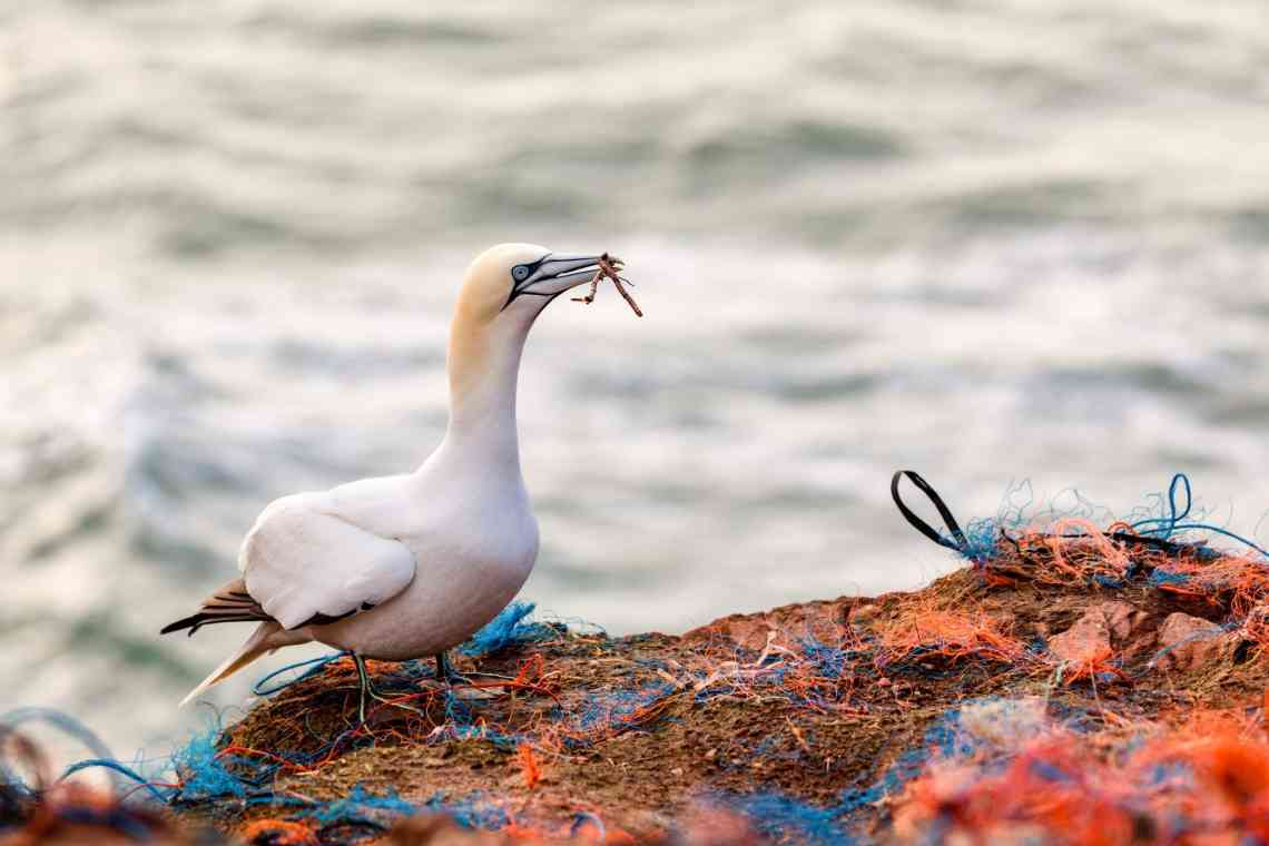 Дослідження: 52% морських птахів їдять пластик і накопичують його в організмі