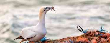 Дослідження: 52% морських птахів їдять пластик і накопичують його в організмі