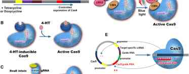 Нова система CRISPR-Cas розрізає вірусну РНК