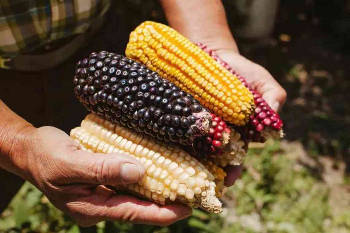 Мексиканська кукурудза навчилася отримувати азот з водуха