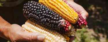 Мексиканська кукурудза навчилася отримувати азот з водуха