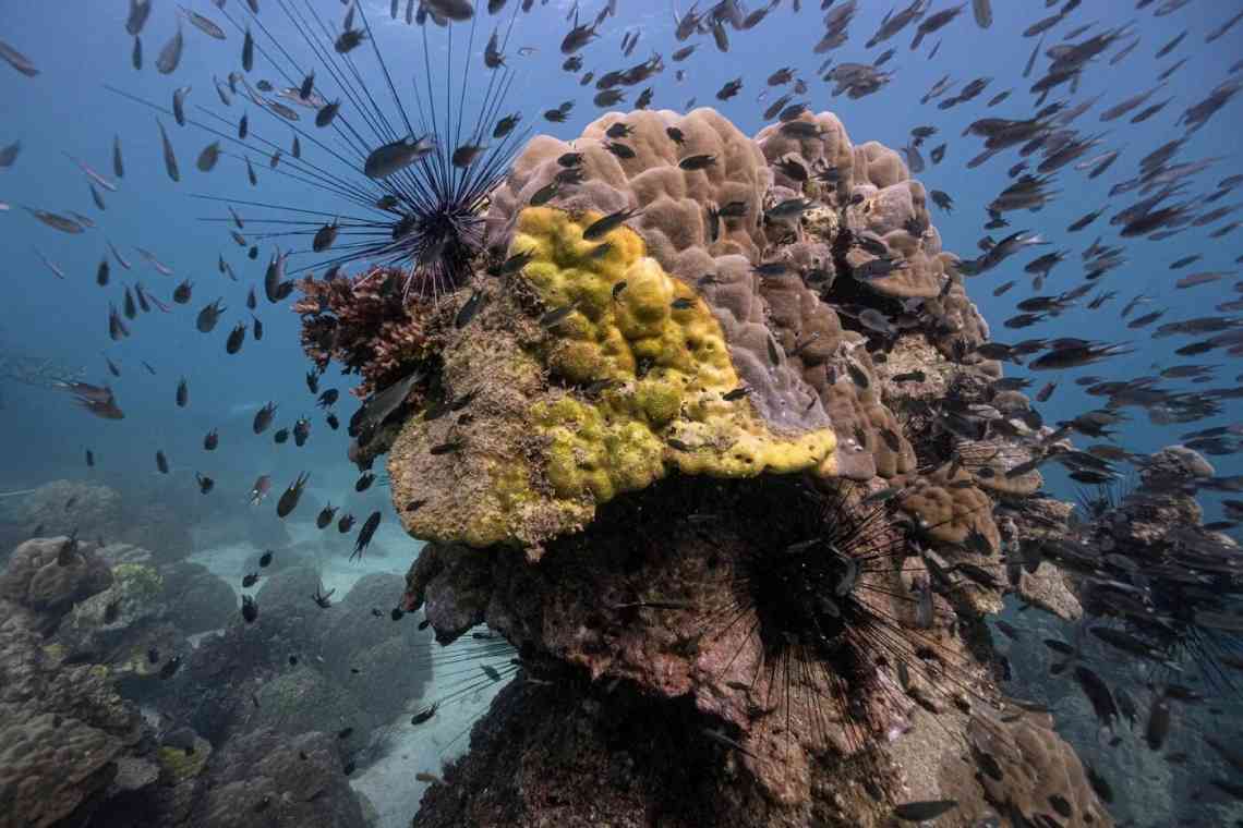 Кораловий нерест: ознака успішного відновлення коралових рифів