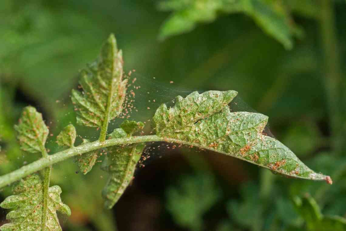 Павутинний кліщ на огірках: як позбутися шкідників, ознаки ураження, засоби для обробки рослин