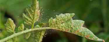 Павутинний кліщ на огірках: як позбутися шкідників, ознаки ураження, засоби для обробки рослин