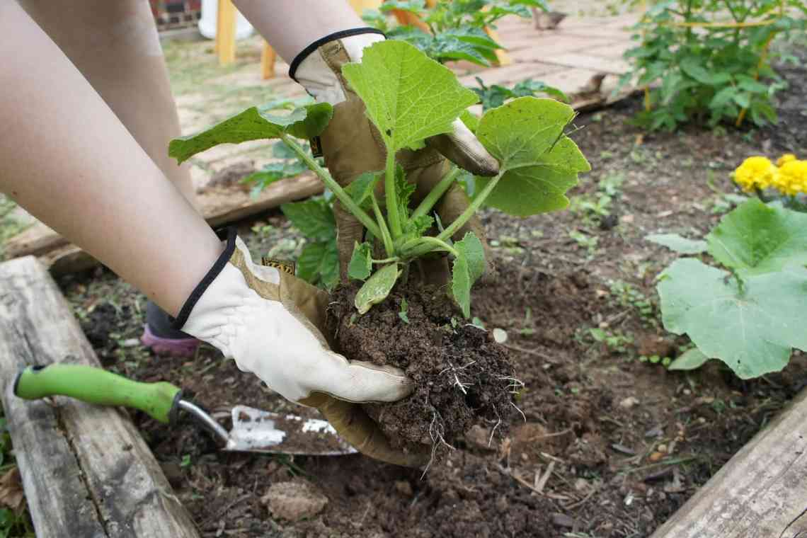 Кабачки: посадка і догляд у відкритому грунті, вирощування розсади кабачків із насіння