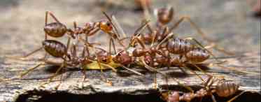 Як позбутися мурашок на городі назавжди - 16 засобів і способів боротьби з комахами