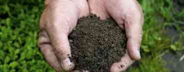 Гумус: що це таке, склад, як утворюється, класифікація ґрунтів за вмістом гумусу, як використовувати гумусне добриво