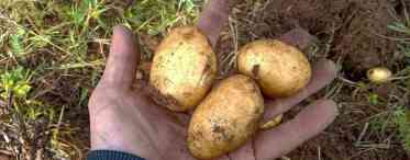 Посадка картоплі: способи, терміни, нюанси посадки - для гарного врожаю картоплі