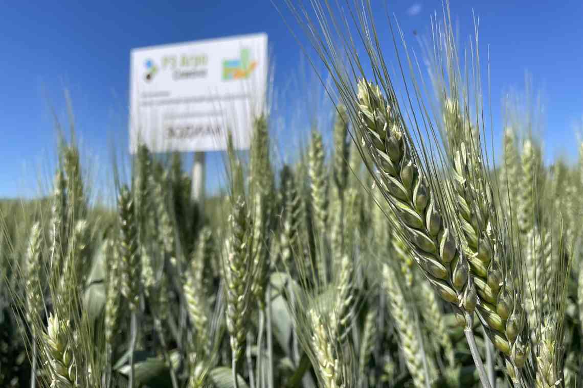 Озима пшениця: фази розвитку, технологія вирощування