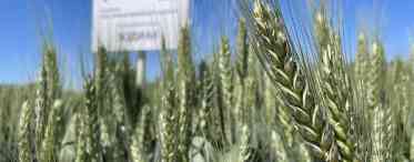 Озима пшениця: фази розвитку, технологія вирощування
