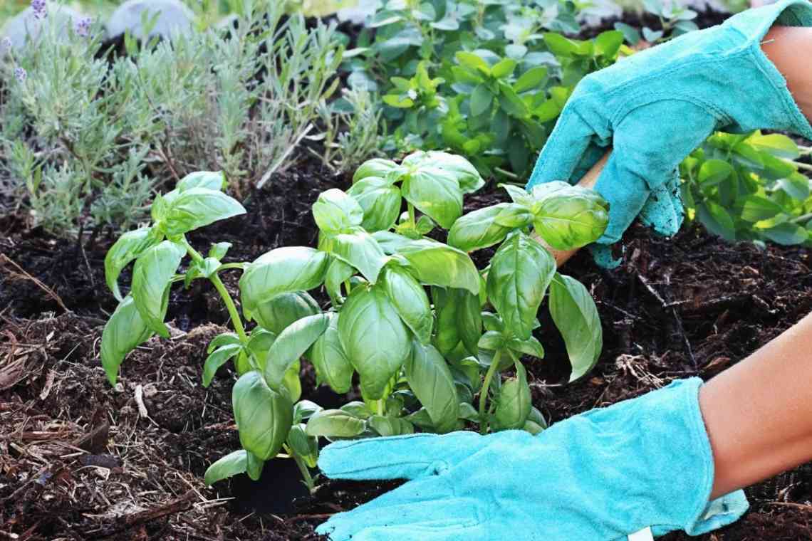 Базилік: вирощування із насіння і розсади, догляд у домашніх умовах
