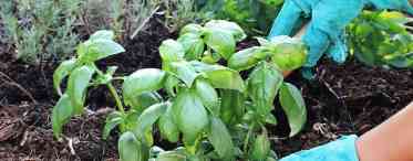 Базилік: вирощування із насіння і розсади, догляд у домашніх умовах