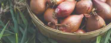 Цибуля-шалот: опис, що це таке, вирощування з насіння в саду, догляд і прибирання цибулі Шалот