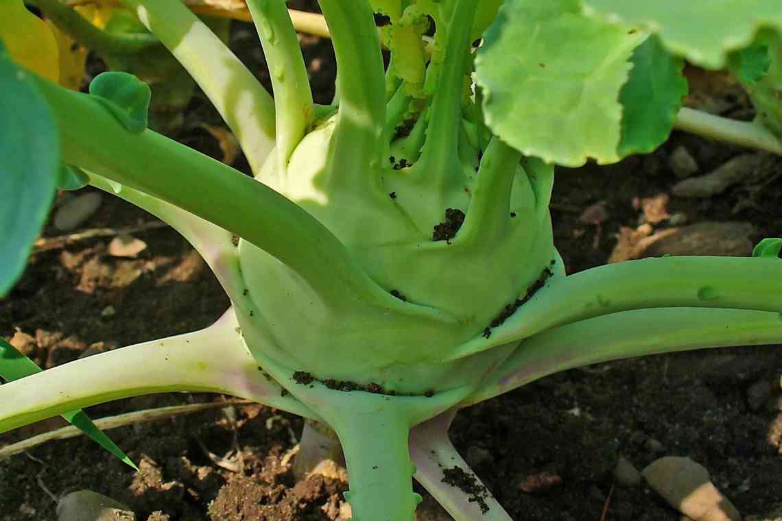 Кольрабі капуста: вирощування та догляд у відкритому ґрунті