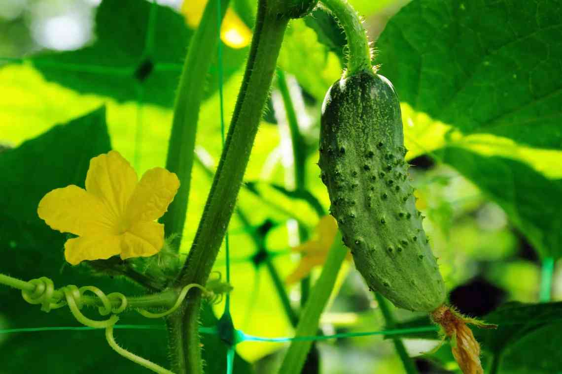 Огірки: вирощування та догляд у відкритому ґрунті