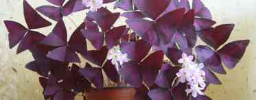 Квітка оксаліс (кислиця): посадка, вирощування і догляд у домашніх умовах, прикмети і забобони