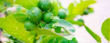 Лайм: сорти і гібриди для вирощування в домашніх умовах, корисні властивості фрукту