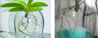 Як розмножити орхідею в домашніх умовах: розмноження черенками, дітками, насінням, діленням
