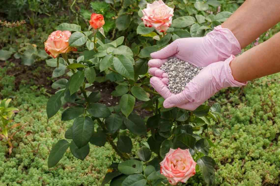 Суданська троянда - користь і шкода рослини, вирощування в домашніх умовах