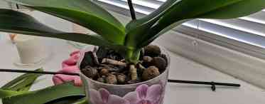 Як реанімувати орхідею, якщо у квітки гниють коріння і вянуть листя