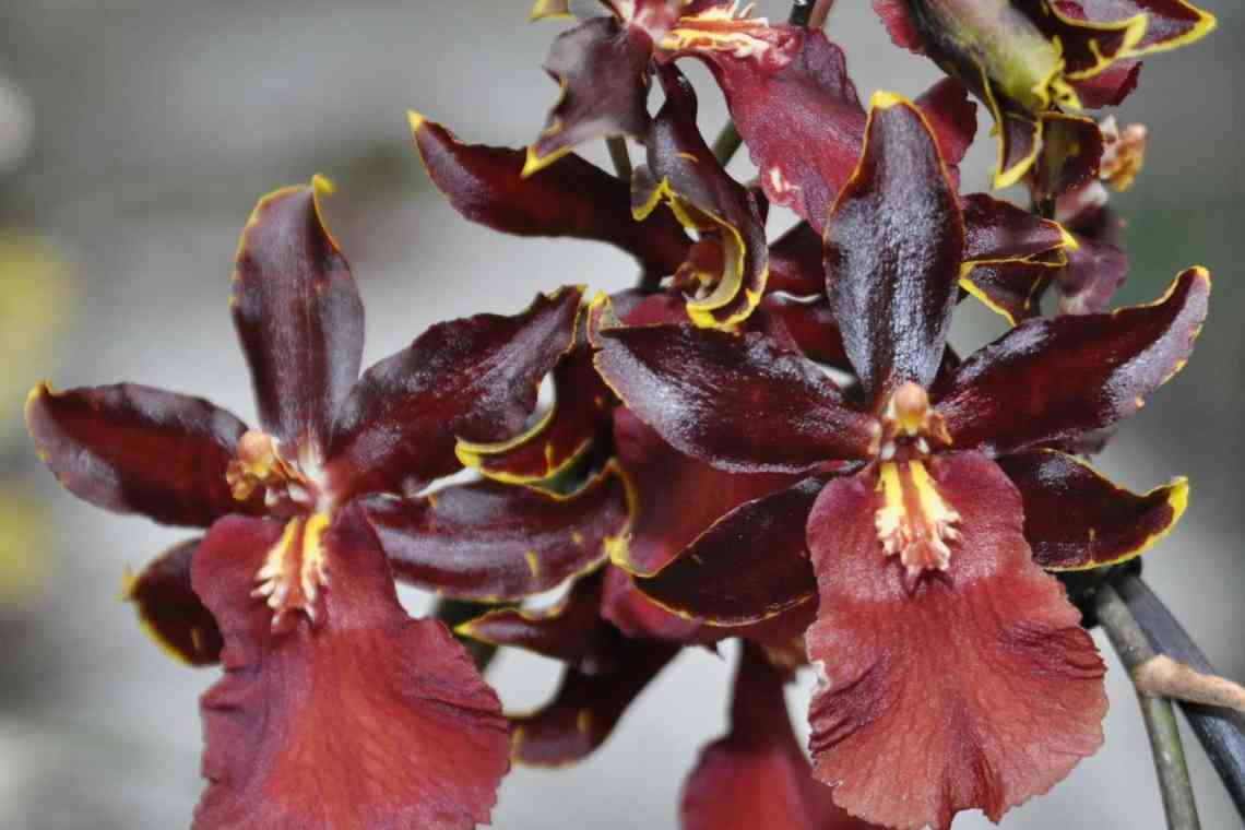 Орхідея Камбрія (Cambria): пересадка після покупки і відхід в домашніх умовах