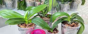 Як часто поливати орхідею в домашніх умовах: правильний полив квітки, поради та рекомендації