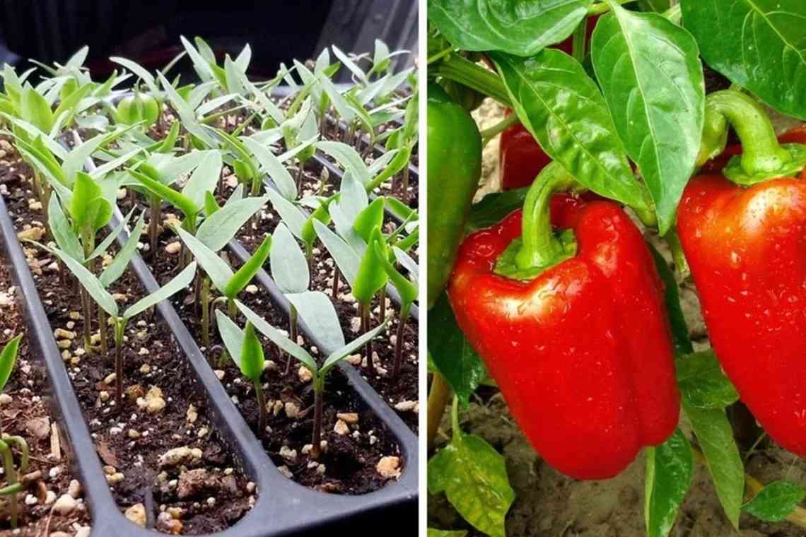 Запашний перець (ямайський перець): вирощування в домашніх умовах із насіння