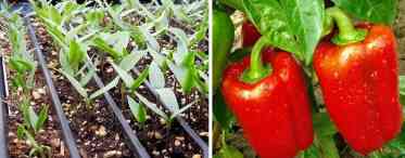 Запашний перець (ямайський перець): вирощування в домашніх умовах із насіння