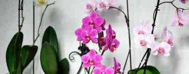 Як змусити орхідею цвісти в домашніх умовах