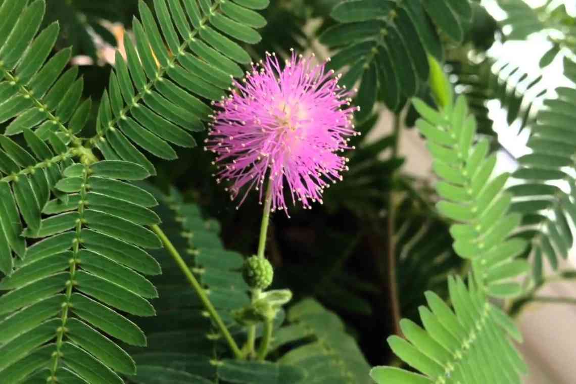 Мімоза сором'язлива (Mimosa pudica): опис рослини, вирощування і догляд у домашніх умовах