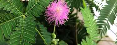 Мімоза сором'язлива (Mimosa pudica): опис рослини, вирощування і догляд у домашніх умовах