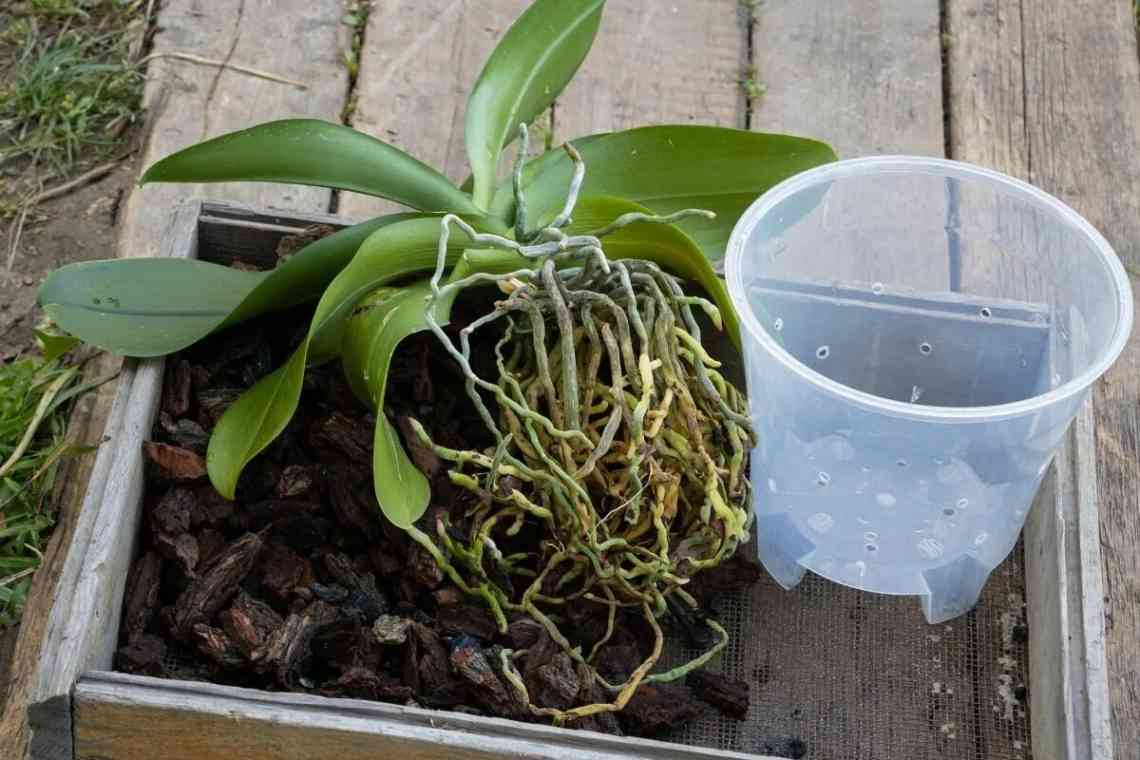Як пересадити орхідею в інший горщик: покрокова інструкція