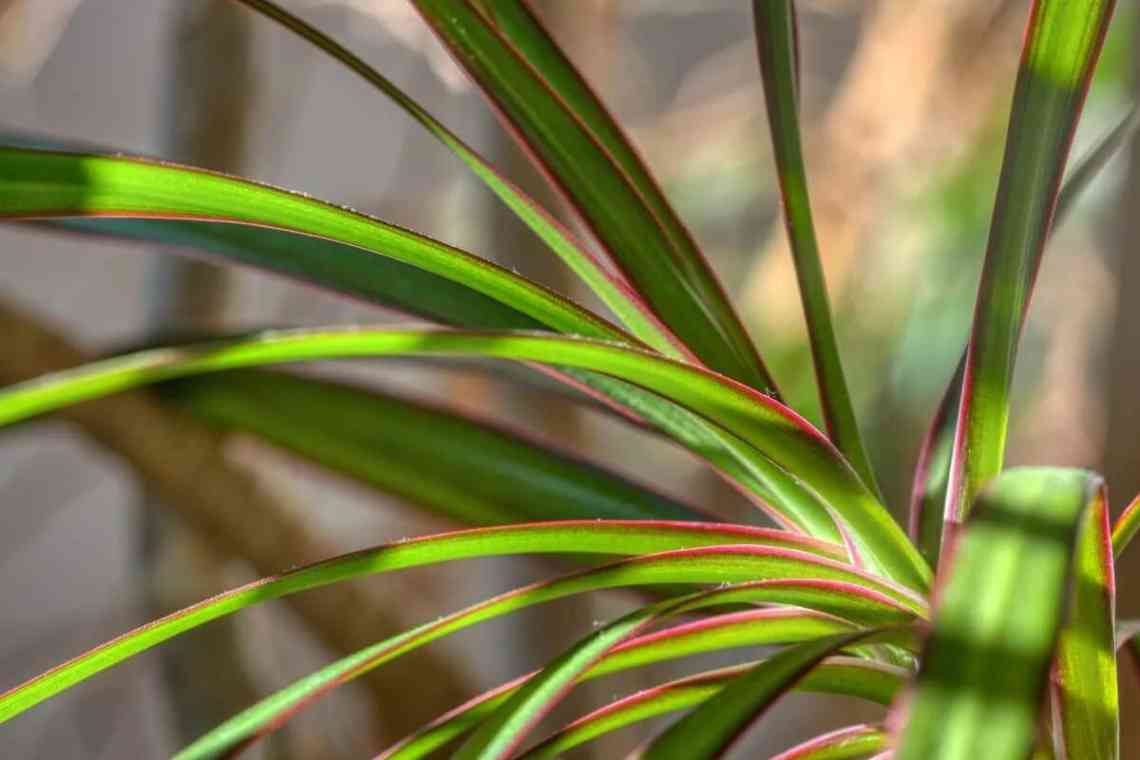 Драцена скаймлена (Dracaena marginata): догляд і розмноження в домашніх умовах