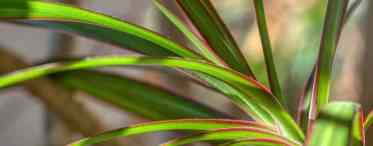 Драцена скаймлена (Dracaena marginata): догляд і розмноження в домашніх умовах