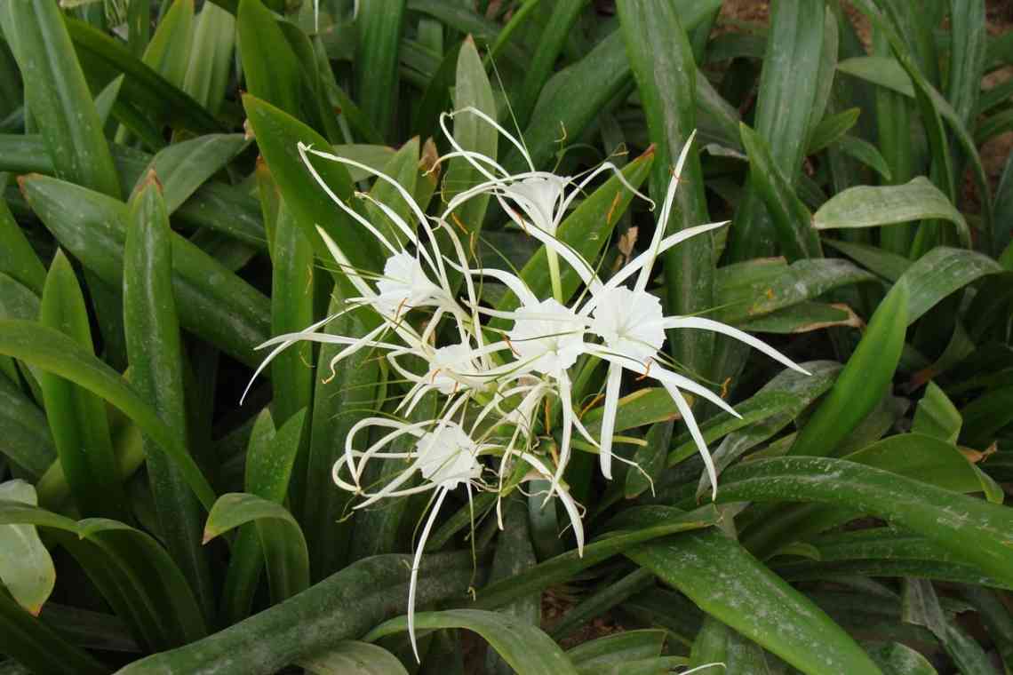 Гіменокаліс (Hymenocallis): посадка, вирощування і догляд у домашніх умовах і в саду