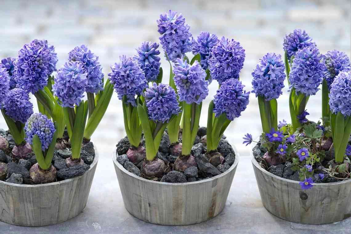 Квіти гіацинти: як доглядати в домашніх умовах і в саду, легенда про квітку гіацинті
