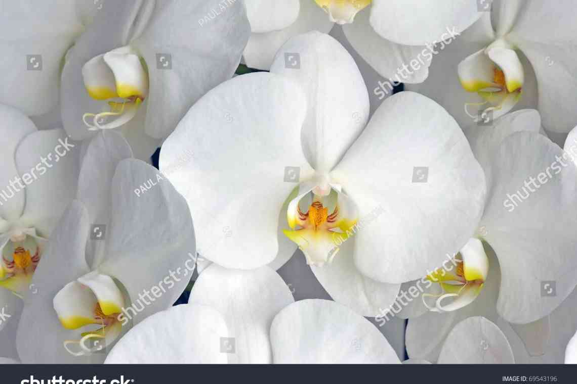 Біла орхідея: опис видів і сортів, вирощування і догляд