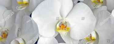 Біла орхідея: опис видів і сортів, вирощування і догляд