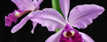 Орхідея каттлея: опис, посадка, вирощування і догляд у домашніх умовах
