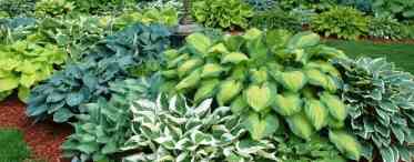 Тіньовикривалі рослини кімнатні та садові: особливості вирощування