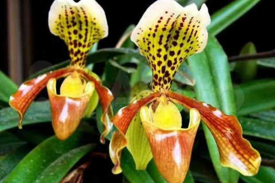 Орхідея Венерін башмачок (Paphiopedilum): вирощування і догляд у домашніх умовах і в саду